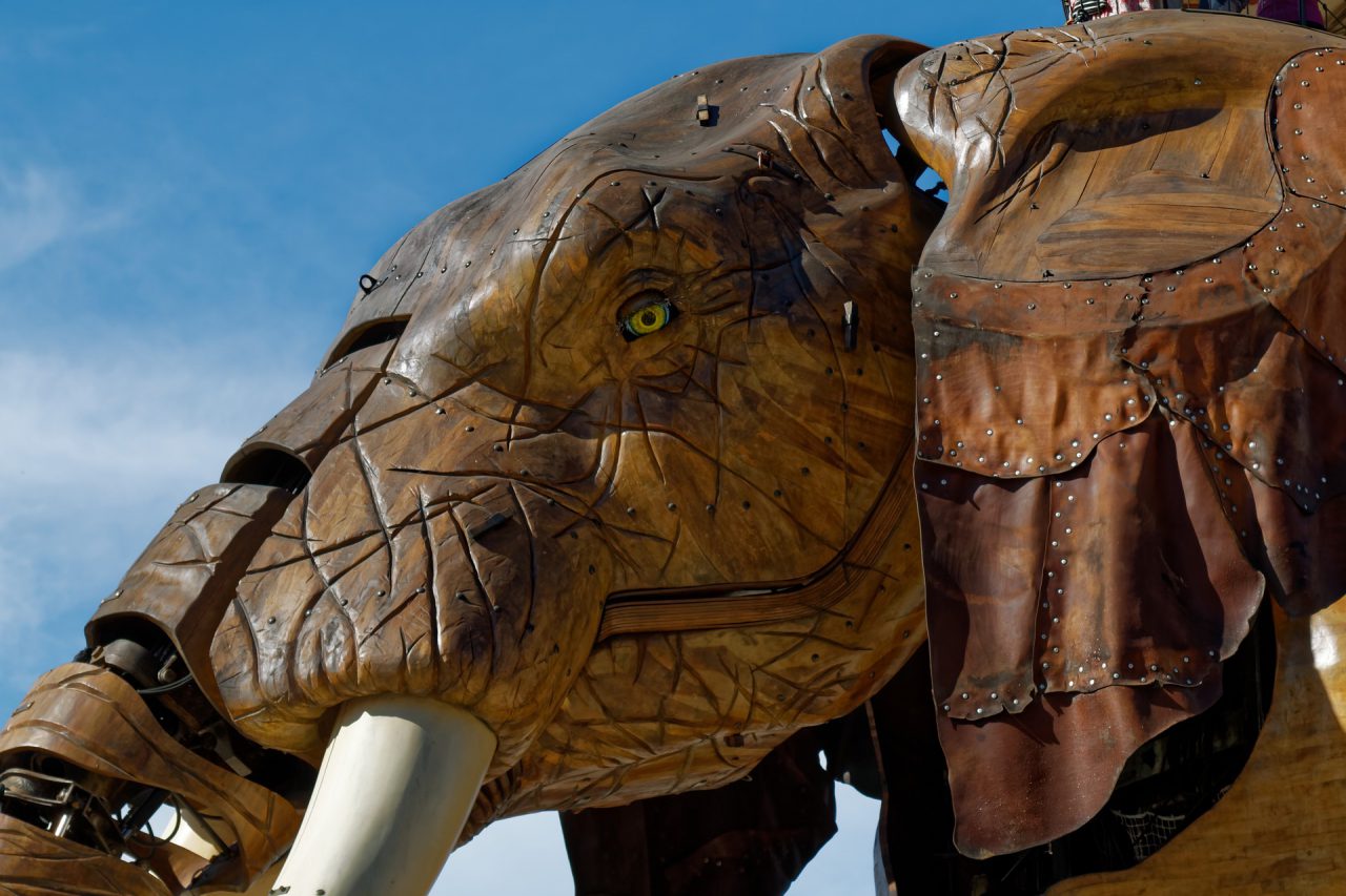 elephant-4306251_1920 elephant-4306251_1920